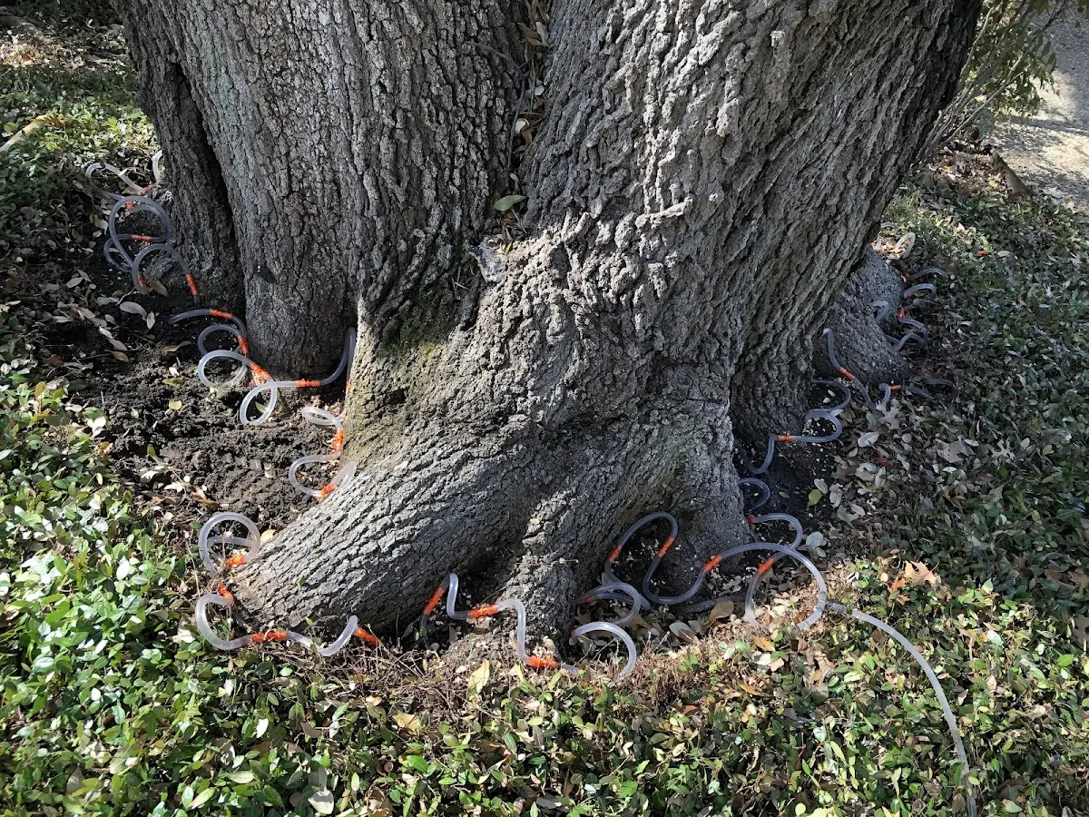 Detailed Tree Cabling and Bracing job site in Sparland
