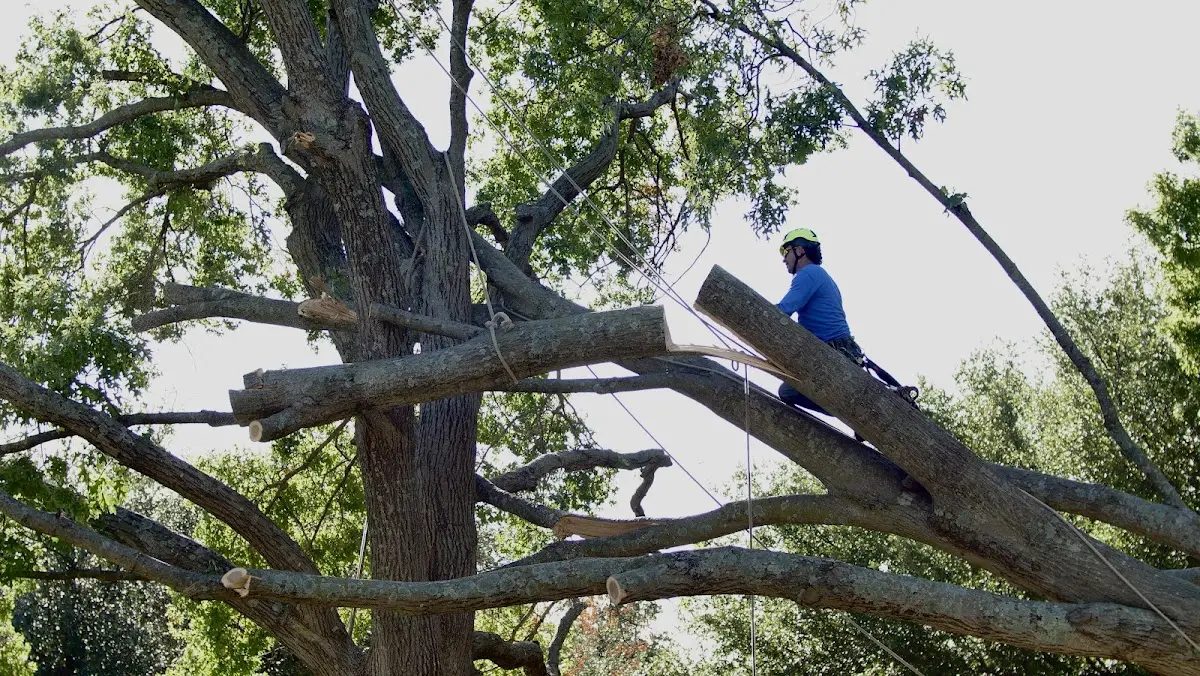 Professional Crown Thinning performed by certified arborists in Sparland