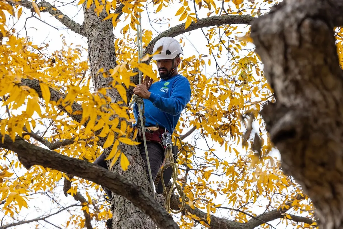 Skilled Tree Trimming crew working in Sparland